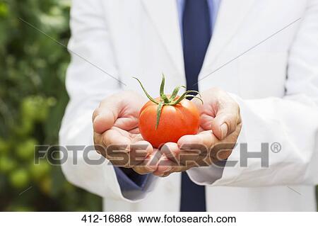 Botanist holding ripe tomato View Large Photo Image Stock Photo - Botanist holding ripe tomato. Fotosearch
