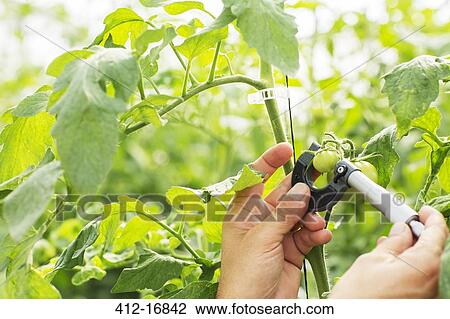 Botanist measuring small tomato with caliper in greenhouse View Large Photo Image Stock Image - Botanist measuring small tomato with caliper in greenhouse. Fotosearch