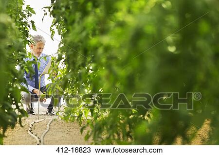 Stock Image - Botanist using digital tablet in greenhouse. Fotosearch