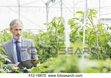 Botanist with clipboard examining tomato plants in greenhouse View Large Photo Image Stock Image - Botanist with clipboard examining tomato plants in greenhouse. Fotosearch