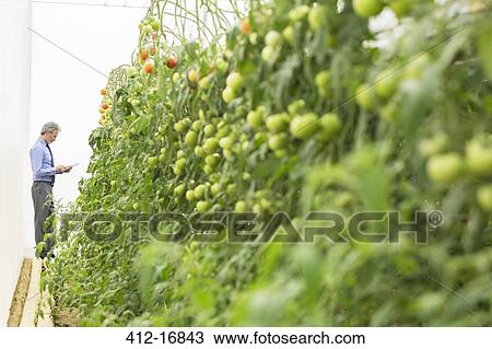 Stock Image - Botanist with digital tablet near tomato plants in greenhouse. Fotosearch