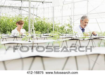 Stock Photography - Botanists examining plants in greenhouse. Fotosearch