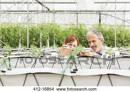 Botanists measuring plant with caliper in greenhouse View Large Photo Image Picture - Botanists measuring plant with caliper in greenhouse. Fotosearch