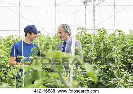 Stock Photo - Business owner and worker talking among tomato plants in greenhouse. Fotosearch