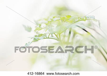 Picture - Close up of plant sapling. Fotosearch