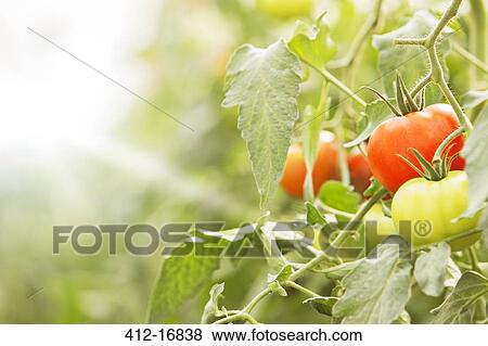 Close up of tomatoes, growing on vines View Large Photo Image Stock Photo - Close up of tomatoes, growing on vines. Fotosearch