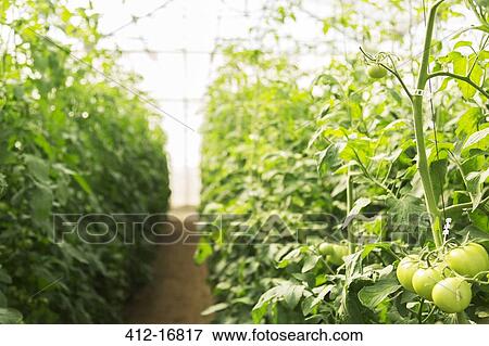 Green tomatoes growing on vine in greenhouse View Large Photo Image Stock Photo - Green tomatoes growing on vine in greenhouse. Fotosearch