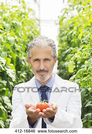 Portrait of botanist holding ripe tomato in greenhouse View Large Photo Image Stock Photograph - Portrait of botanist holding ripe tomato in greenhouse. Fotosearch