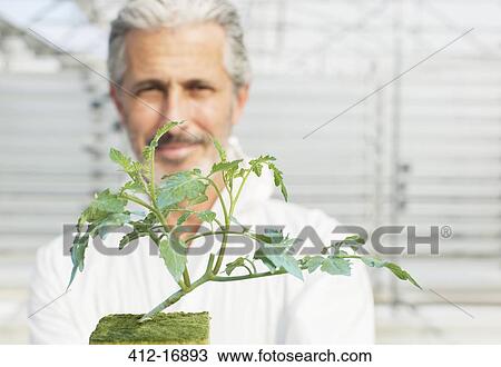 Portrait of confident botanist holding tomato plant in greenhouse View Large Photo Image Stock Image - Portrait of confident botanist holding tomato plant in greenhouse. Fotosearch