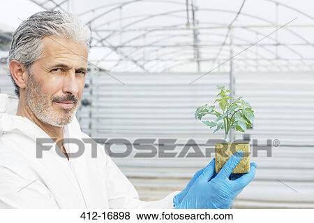 Stock Photo - Portrait of confident botanist holding tomato plant in greenhouse. Fotosearch