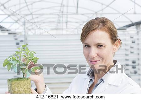 Portrait of confident scientist with plant in greenhouse View Large Photo Image Stock Image - Portrait of confident scientist with plant in greenhouse. Fotosearch