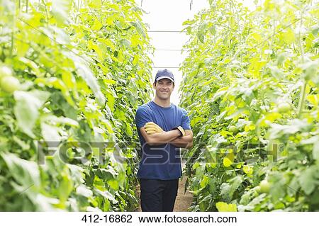 Stock Image - Portrait of confident worker among tomato plants in greenhouse. Fotosearch