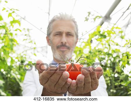 Stock Photography - Portrait of scientist holding ripe tomato in greenhouse. Fotosearch