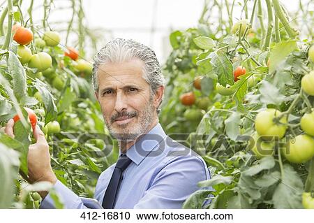 Stock Image - Portrait of serious scientist in greenhouse with tomatoes. Fotosearch