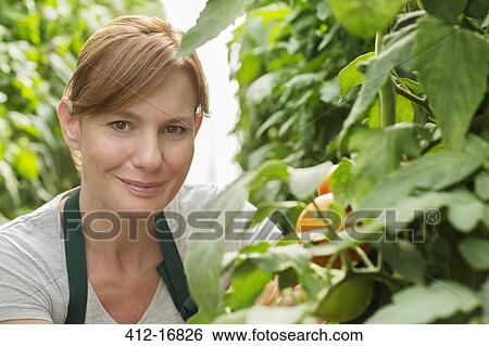 Stock Photograph - Portrait of smiling woman next to tomato plants in greenhouse. Fotosearch