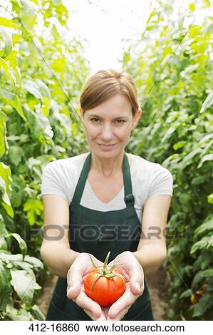 Portrait of woman holding ripe tomato in greenhouse View Large Photo Image Stock Image - Portrait of woman holding ripe tomato in greenhouse. Fotosearch