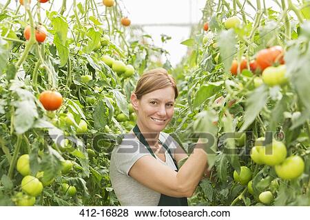 Portrait of woman tending to tomato plants in greenhouse View Large Photo Image Stock Photo - Portrait of woman tending to tomato plants in greenhouse. Fotosearch