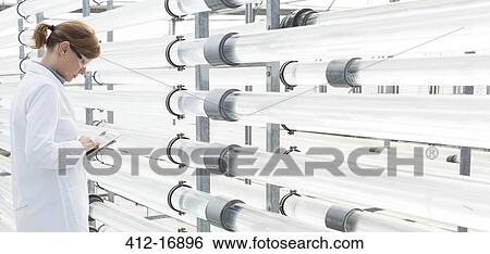 Scientist using digital tablet near irrigation pipes in greenhouse View Large Photo Image Stock Photograph - Scientist using digital tablet near irrigation pipes in greenhouse. Fotosearch