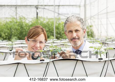 Scientists measuring plants with caliper in greenhouse View Large Photo Image Stock Photo - Scientists measuring plants with caliper in greenhouse. Fotosearch