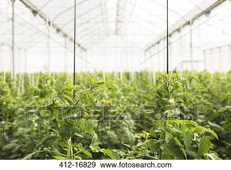 Tomato plants growing in greenhouse View Large Photo Image Stock Photo - Tomato plants growing in greenhouse. Fotosearch
