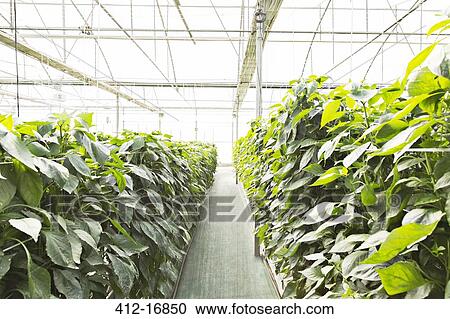 Tomato plants in greenhouse View Large Photo Image Stock Image - Tomato plants in greenhouse. Fotosearch