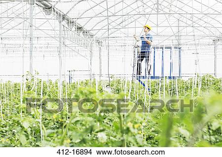 Worker adjusting sprinklers in greenhouse View Large Photo Image Picture - Worker adjusting sprinklers in greenhouse. Fotosearch