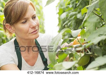 Picture - Worker examining tomato plants in greenhouse. Fotosearch