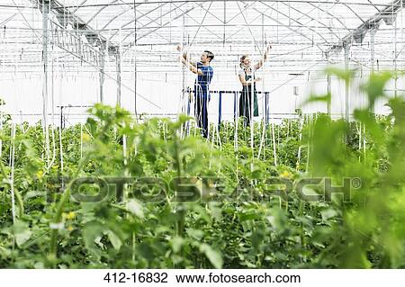 Workers adjusting sprinklers in greenhouse View Large Photo Image Stock Image - Workers adjusting sprinklers in greenhouse. Fotosearch