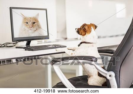 Dog sitting at desk in office View Large Photo Image Stock Photo - Dog sitting at desk in office. Fotosearch