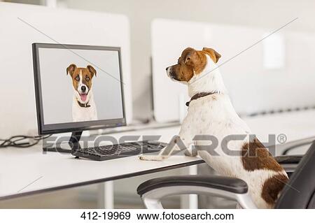 Dog standing at desk in office View Large Photo Image Stock Photo - Dog standing at desk in office. Fotosearch