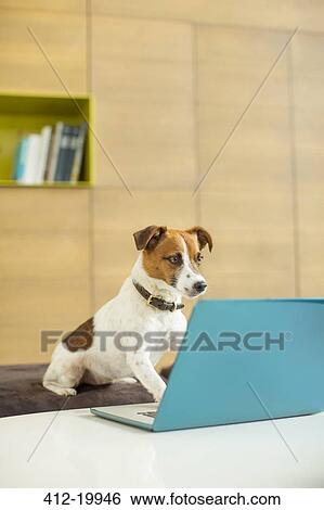 Stock Photograph - Dog working on laptop in office. Fotosearch