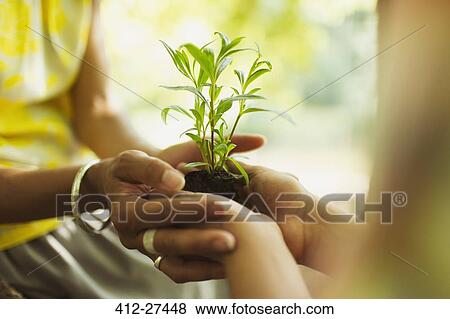Close up mother and son cupping seedling View Large Photo Image Stock Photo - Close up mother and son cupping seedling. Fotosearch