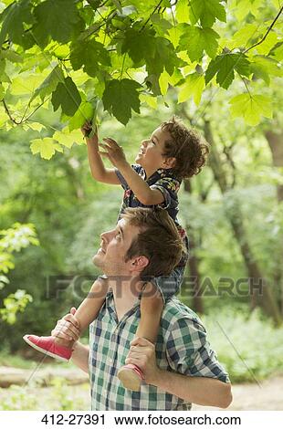 Stock Image - Father carrying son on shoulders reaching for tree leaves. Fotosearch