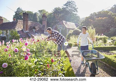 Father and son gardening in sunny flower garden View Large Photo Image Stock Image - Father and son gardening in sunny flower garden. Fotosearch