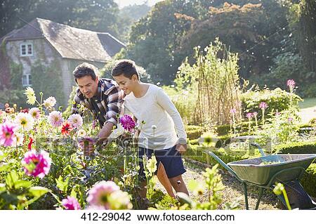Father and son picking flowers in sunny garden View Large Photo Image Stock Image - Father and son picking flowers in sunny garden. Fotosearch