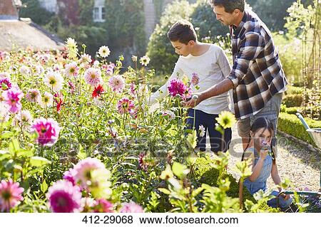 Father and son picking flowers in sunny garden View Large Photo Image Stock Photo - Father and son picking flowers in sunny garden. Fotosearch