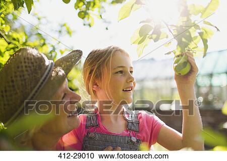 Stock Image - Grandmother and granddaughter picking apple from tree in sunny garden. Fotosearch