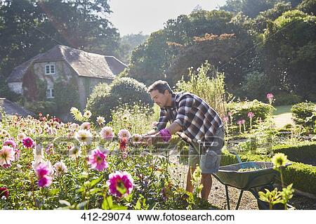 Picture - Man pruning flowers in sunny garden. Fotosearch