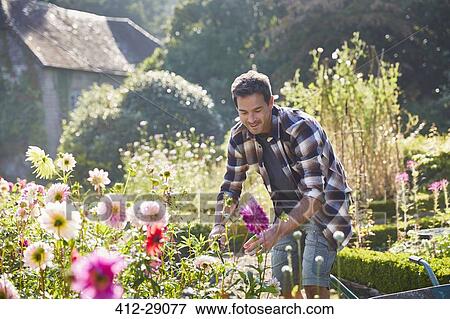 Stock Photo - Man pruning flowers in sunny garden. Fotosearch