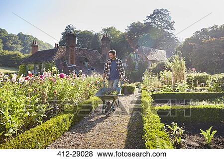 Stock Photo - Man pushing wheelbarrow in sunny garden. Fotosearch