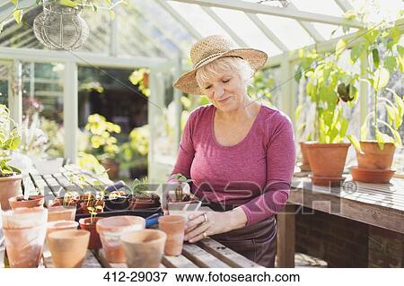 Stock Photo - Senior woman potting plants in greenhouse. Fotosearch