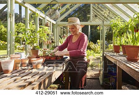Senior woman potting plants in sunny greenhouse View Large Photo Image Stock Image - Senior woman potting plants in sunny greenhouse. Fotosearch