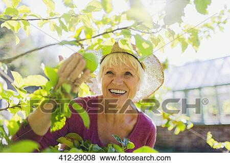 Smiling senior woman picking apple from tree in sunny garden View Large Photo Image Stock Photo - Smiling senior woman picking apple from tree in sunny garden. Fotosearch
