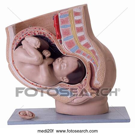 Stock Image - . Fotosearch