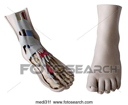 Stock Image - . Fotosearch