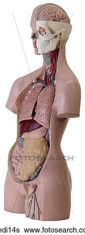 View Large Photo Image Stock Photograph - . Fotosearch