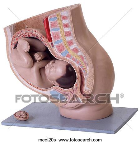 Stock Photograph - . Fotosearch