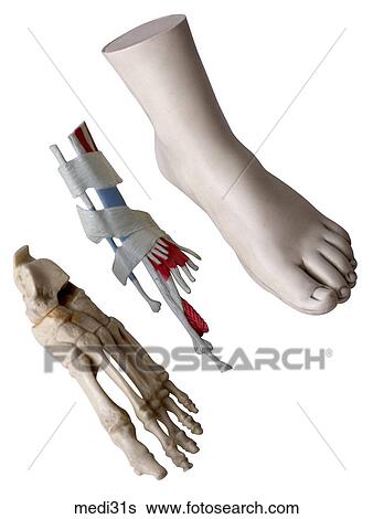 Stock Photograph - . Fotosearch