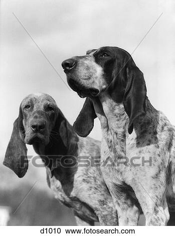 肖像画 ２ フランス語 Foxhounds 探求 犬 長い耳 犬 キツネ 猟犬 猟犬 ストックイメージ D1010 Fotosearch