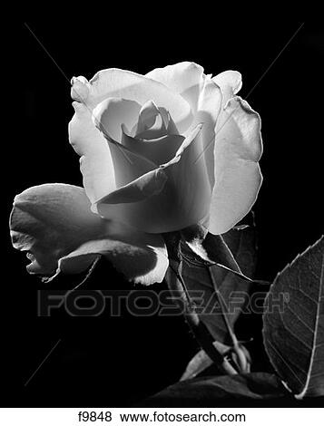 1940S Close-Up Of Light-Colored Rose View Large Photo Image Stock Photo - 1940S Close-Up Of Light-Colored Rose . Fotosearch